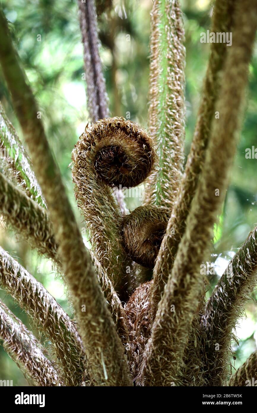 Plants & Flowers: Found at the botanical gardens, this lovely natural curling plant branch is just getting a start at growing into a fine natural art. Stock Photo