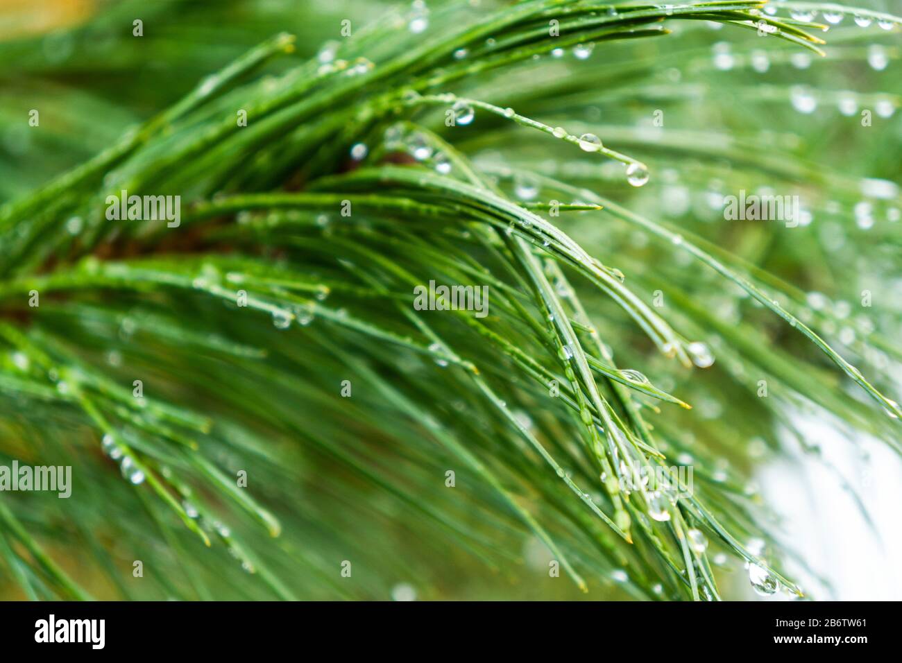Download Green Fir Tree Branch With Drops Of Water Frame Of Pine Needles Evergreen Pine Tree Branch Close Up Christmas Mockup With Fir Branches Background Stock Photo Alamy