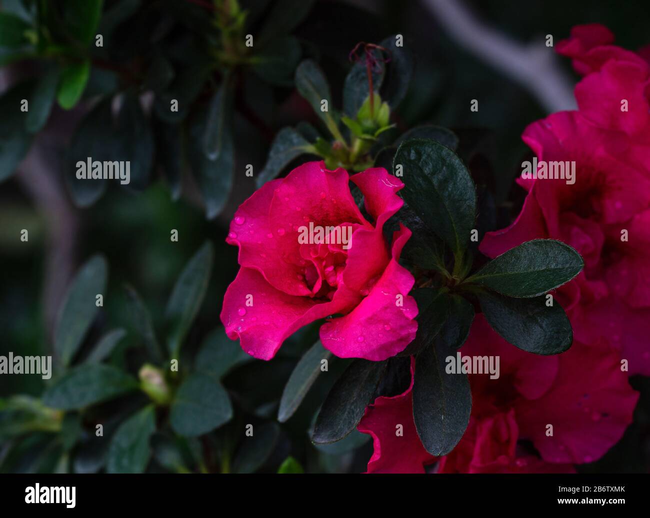 Azalea. A beautifully flowering species of plants from the genus Rhododendron. Stock Photo