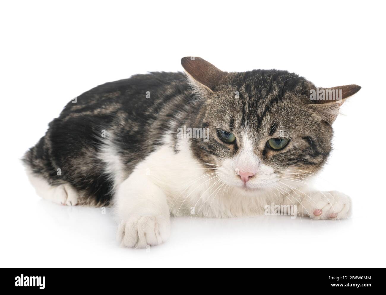 stray cat in front of white background Stock Photo