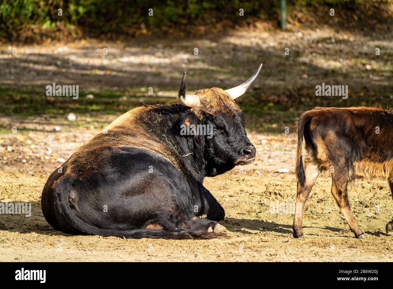 Heck cattle, Bos primigenius taurus, claimed to resemble the extinct aurochs. Stock Photo