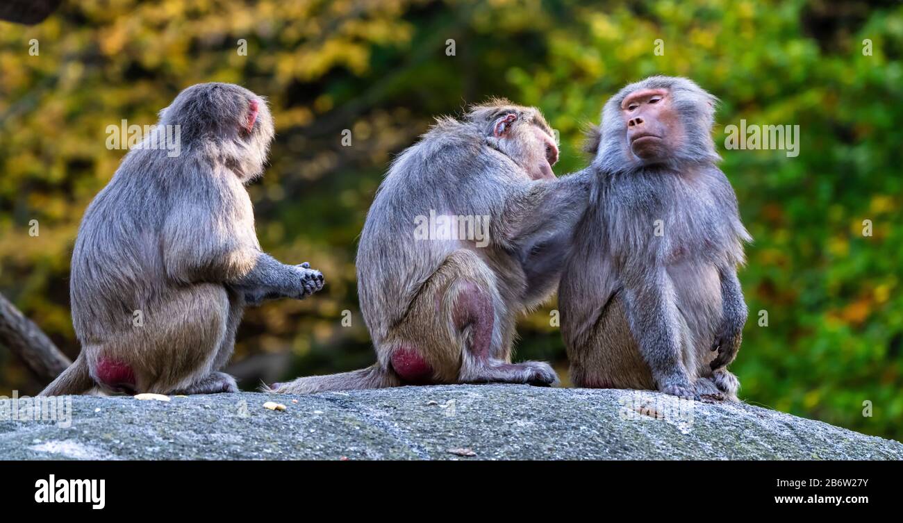 The Hamadryas Baboon Papio Hamadryas Is A Species Of Baboon Being the-hamadryas-baboon-papio-hamadryas-is-a-species-of-baboon-being