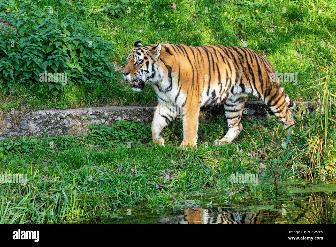 The Siberian tiger,Panthera tigris altaica is the biggest cat in the