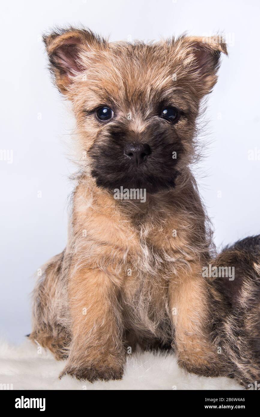 Cairn Terrier puppy dog on white background Stock Photo