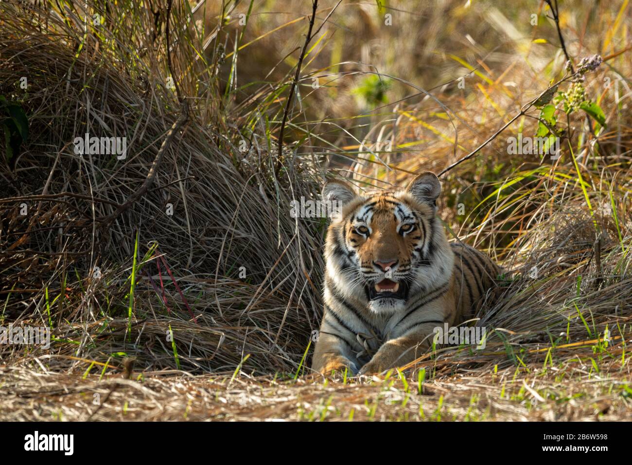 Wild Tiger Cub Portrait at Jim Corbett National Park or Tiger Reserve, Uttarakhand, india - Panthera Tigris Stock Photo