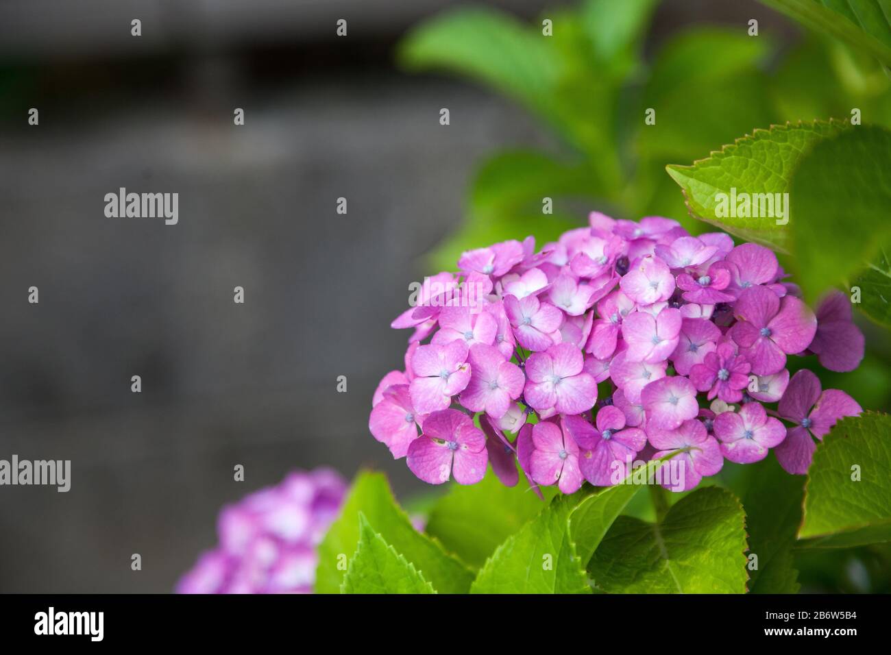 Hydrangea flower full bloom in garden. Stock Photo