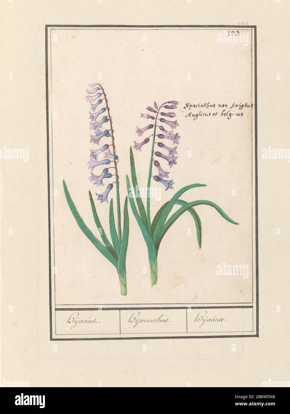 Hyacint (Hyacinthus orientalis) Hijacint Hijacinthus Hijacinte (titel op object) Blue hyacinth. Numbered top right: 133. right the Latin names. Part of the second album with drawings of flowers and plants. Ninth of twelve albums with drawings of animals, birds, and plants are known about 1600, made in order of Emperor Rudolf II. With Notes in Dutch, Latin and Frans. Manufacturer : artist: Anselm Boëtius the Boodt Artist: Elias Verhulst Place manufacture: artist: Prague Artist: Delft Dating: 1596 - 1610 Physical features: brush in watercolor and body color in color over black chalk heightened w Stock Photo