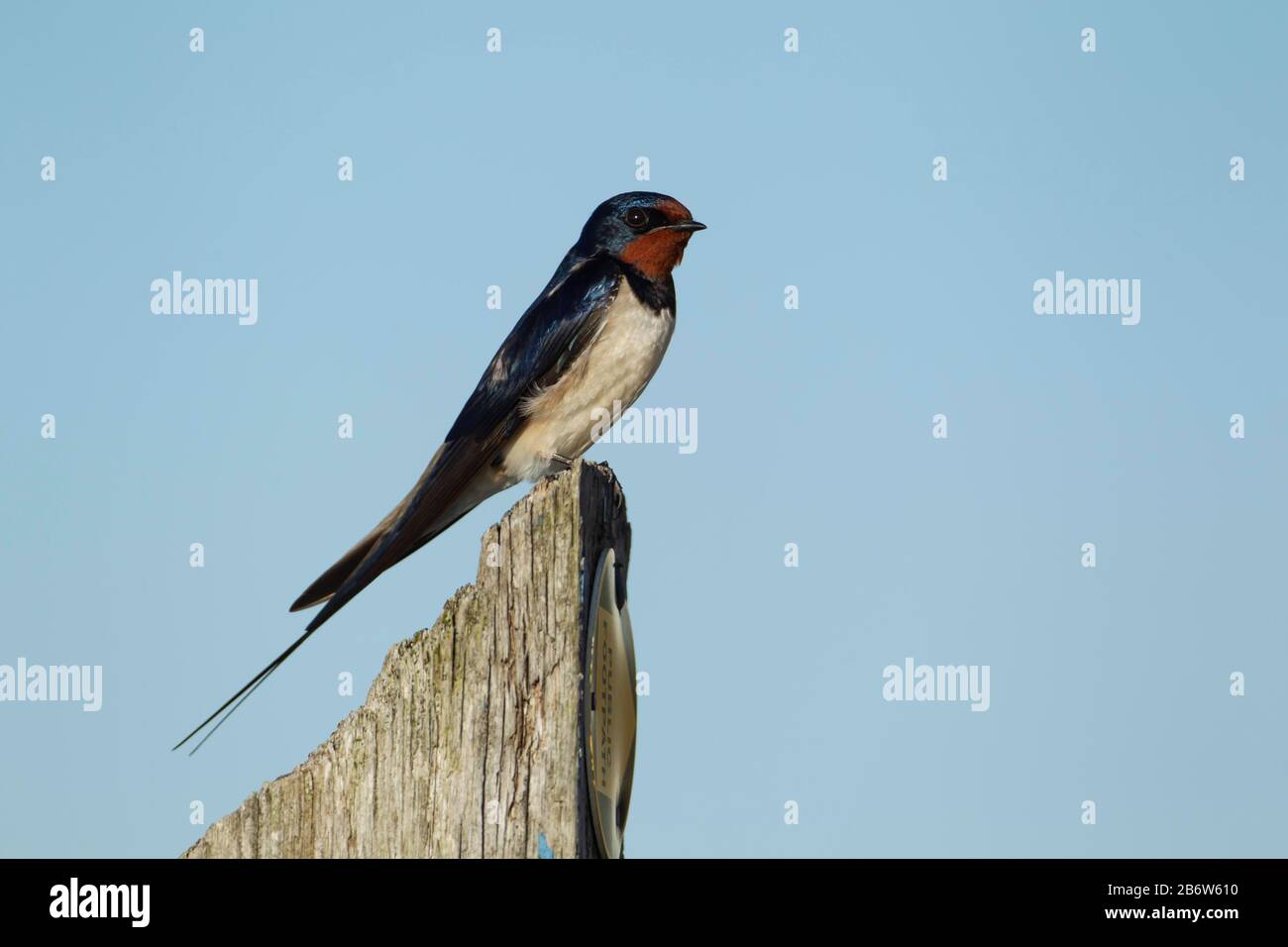 Barn swallow (Hirundo rustica) adult bird perched on a wooden signpost, Suffolk, England Stock Photo