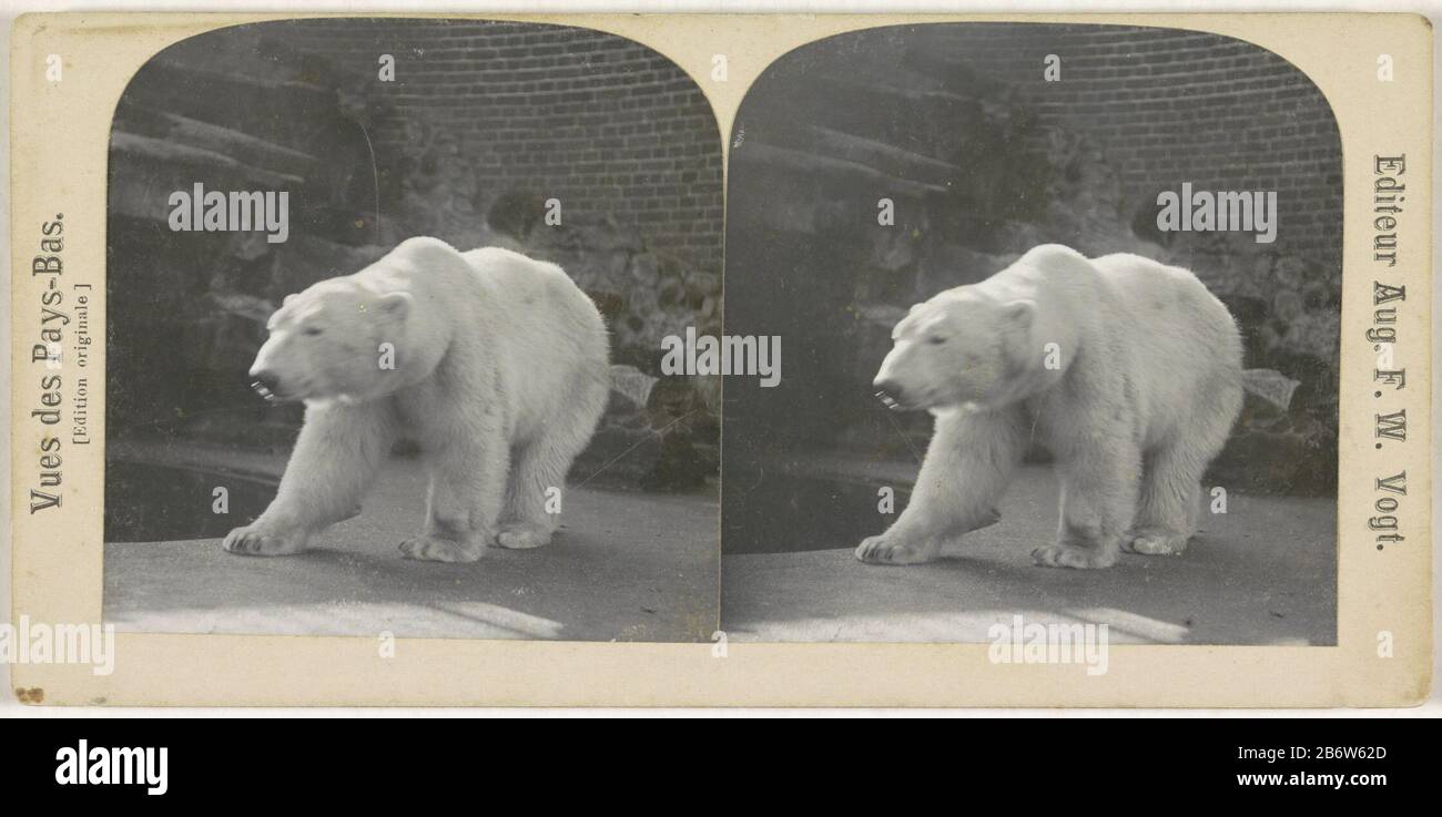 IJsbeer in dierentuin (Artis), Nederland Vues des Pays-Bas Edition  originale (serietitel op object) Polar bear in zoo (Artis?) NederlandVues  des Pays-Bas. [Edition originale] (series title object) Property Type:  Stereo picture Item number: