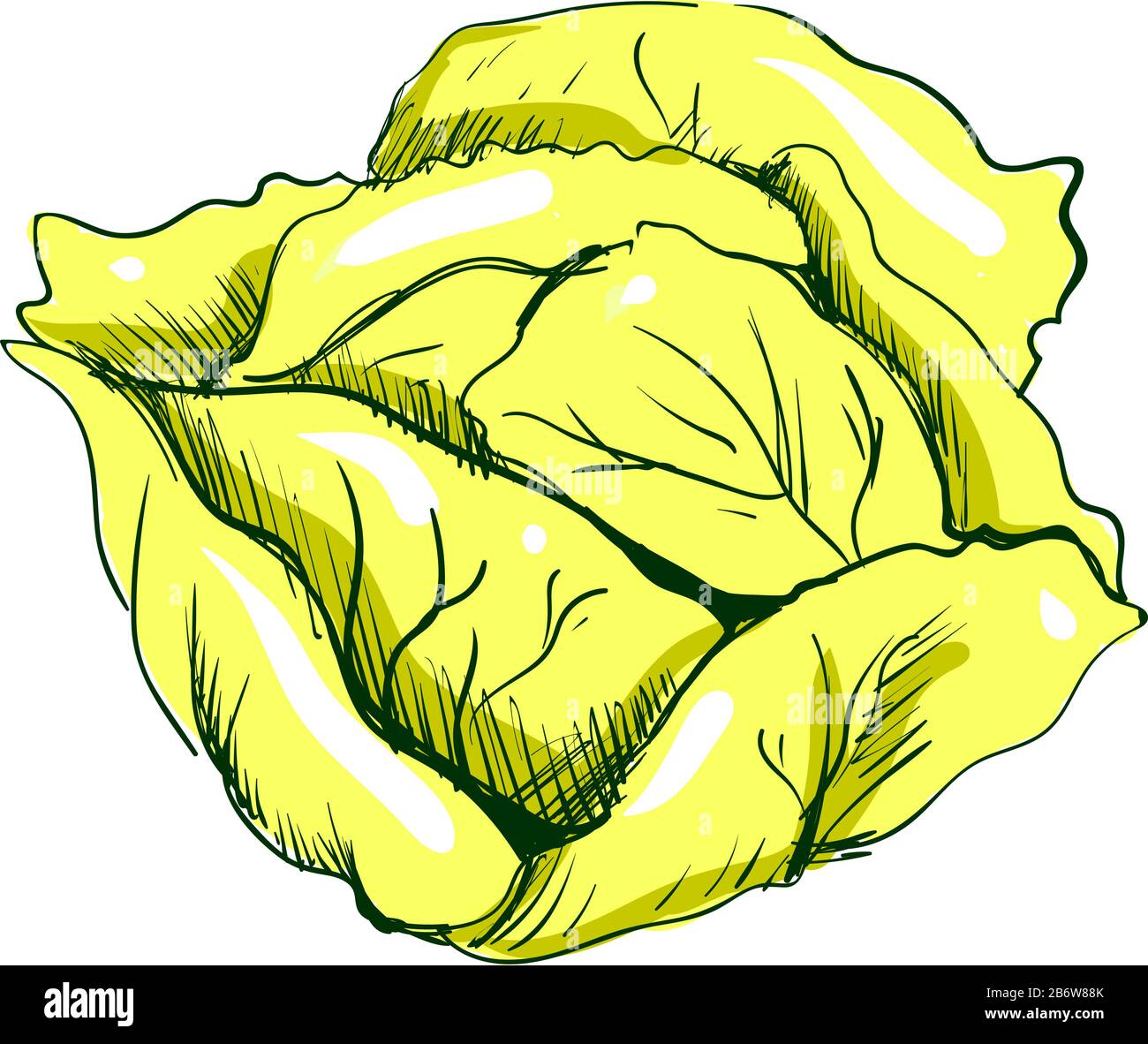 Cabbage sketch, illustration, vector on white background Stock Vector