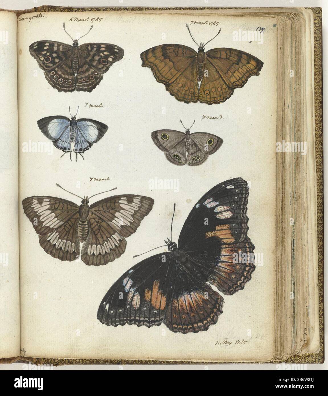 Indische vlinders Color Drawing some Javanese butterflies and motachtigen. On scale. With inscription. Part of the sketchbook of Jan Brandes, Vol. 1 (1808), p. 139. Manufacturer : artist: Jan BrandesPlaats manufacture: Jakarta Dating: 6-Mar-1785-11 May 1785 Physical features: watercolor on sketch in pencil, paintbrush color material: Paper Pencil Technique: Brush dimensions: H 195 mm × W 155 mmOnderwerpWie Jan Brandes Stock Photo