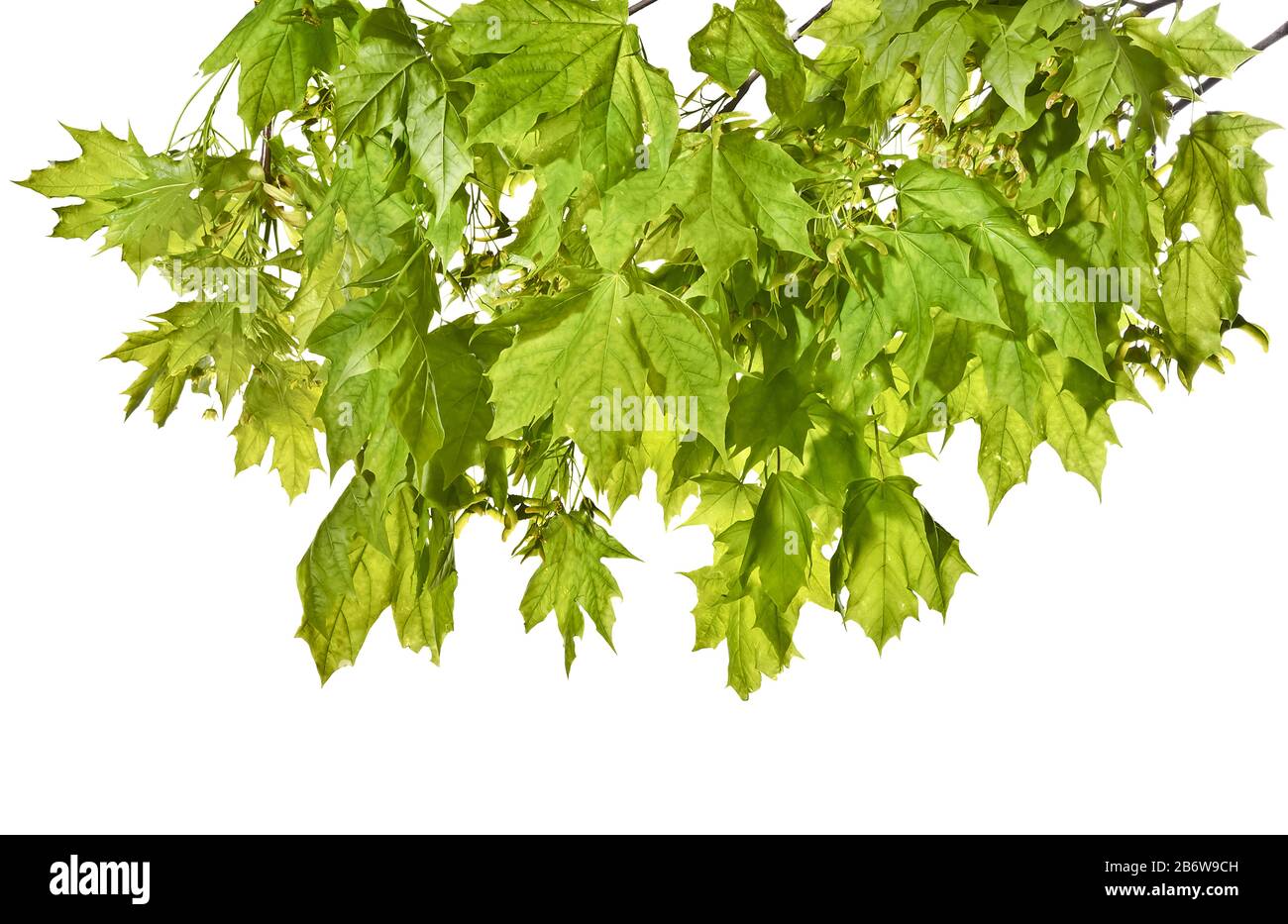 Maple branch with green leaves isolated on white background Stock Photo ...