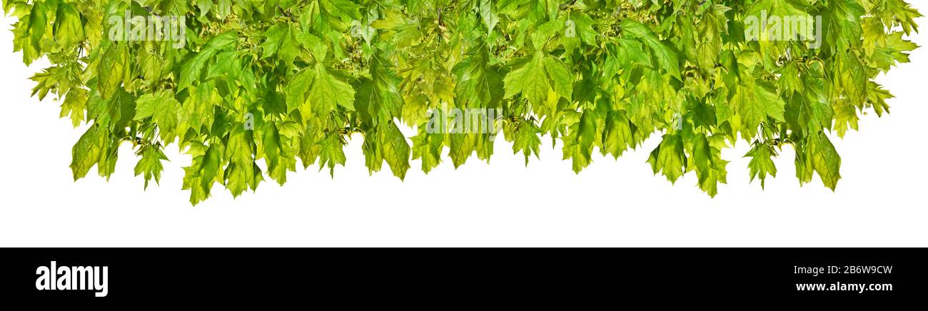 Maple branch with green leaves isolated on white background Stock Photo ...