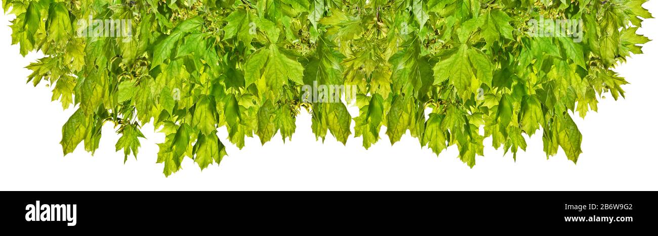 Maple branch with green leaves isolated on white background Stock Photo ...