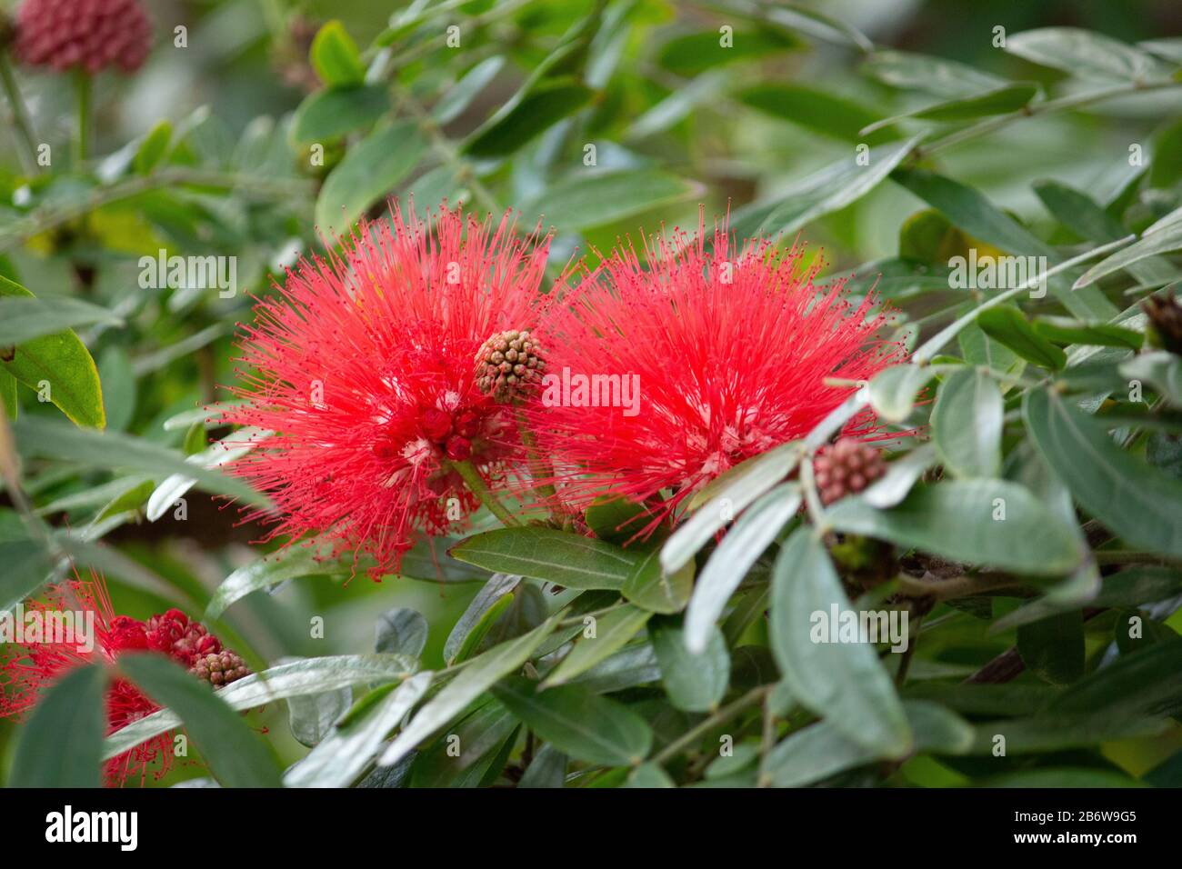 Red powderpuff calliandra flower blooms against green foliage Stock Photo
