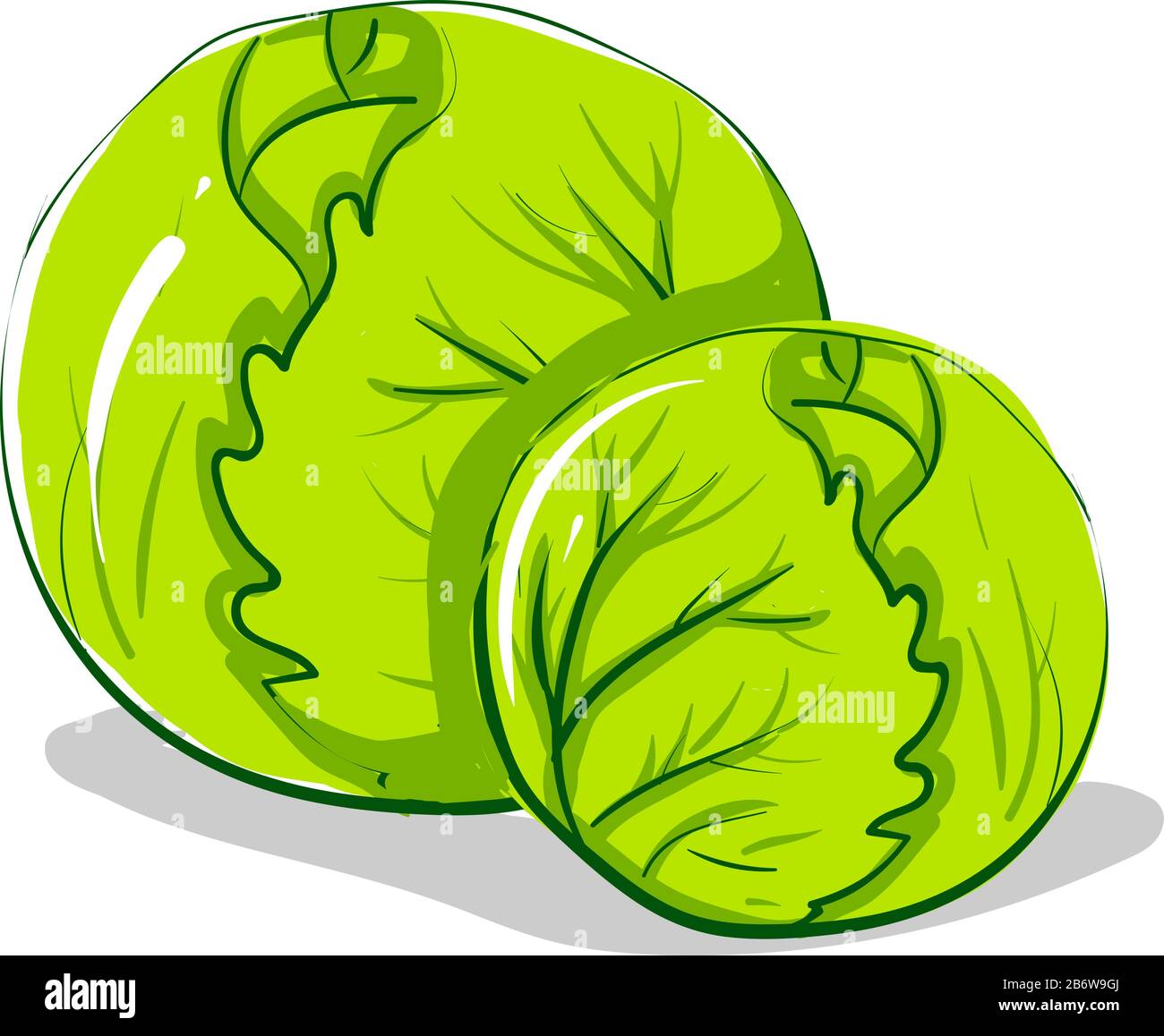 Two cabbages, illustration, vector on white background. Stock Vector
