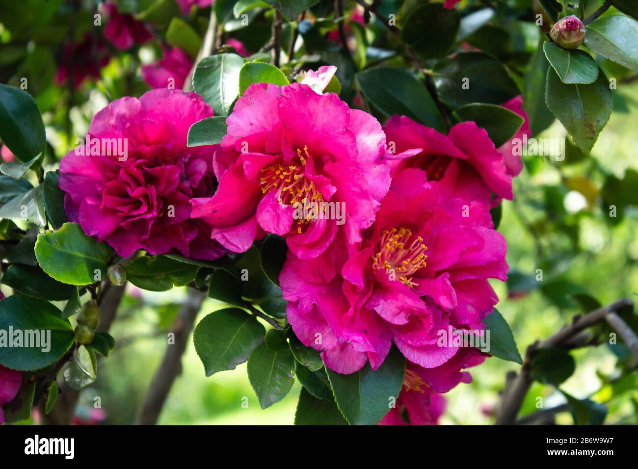 Pink Camelia flower blossoms on tree against green foliage Stock Photo