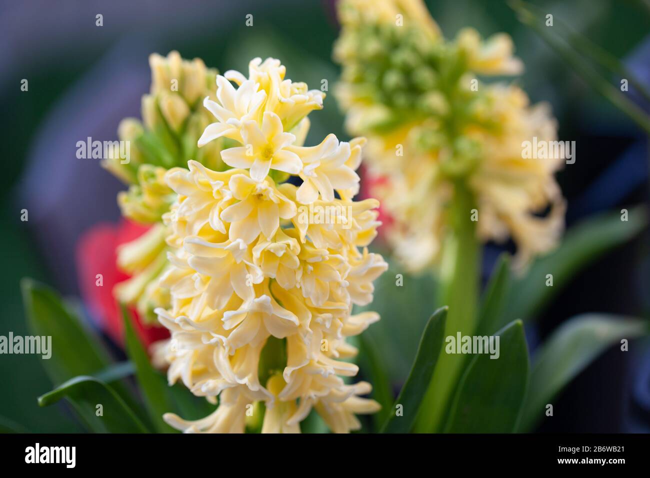 Spring Gardens Hyacinth City Of Haarlem Dutch Hyacinth Hyacinthus Orientalis Copyspace Stock Photo Alamy