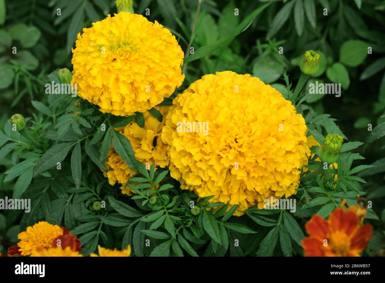 High resolution Yellow Marigold In Garden Stock Photo