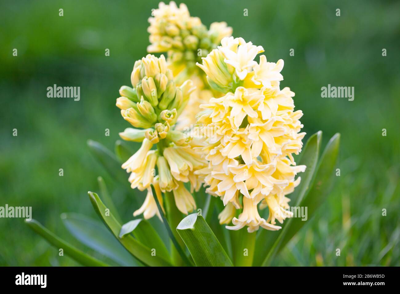 Spring Gardens Hyacinth City Of Haarlem Dutch Hyacinth Hyacinthus Orientalis Close Up Stock Photo Alamy