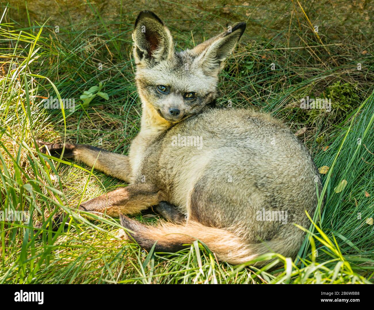 bat eared fox (Otocyon megalotis) laying in grass, zoo Stock Photo - Alamy