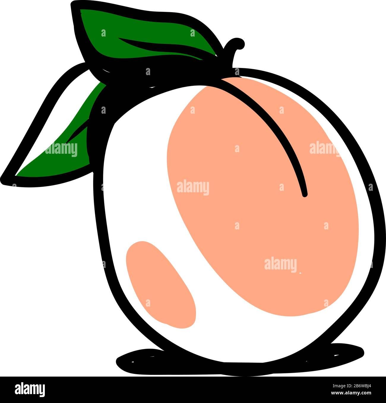 Apricot drawing, illustration, vector on white background Stock Vector