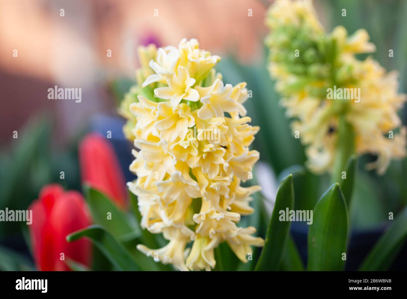 Spring Gardens Hyacinth City Of Haarlem Dutch Hyacinth Hyacinthus Orientalis Copyspace Stock Photo Alamy