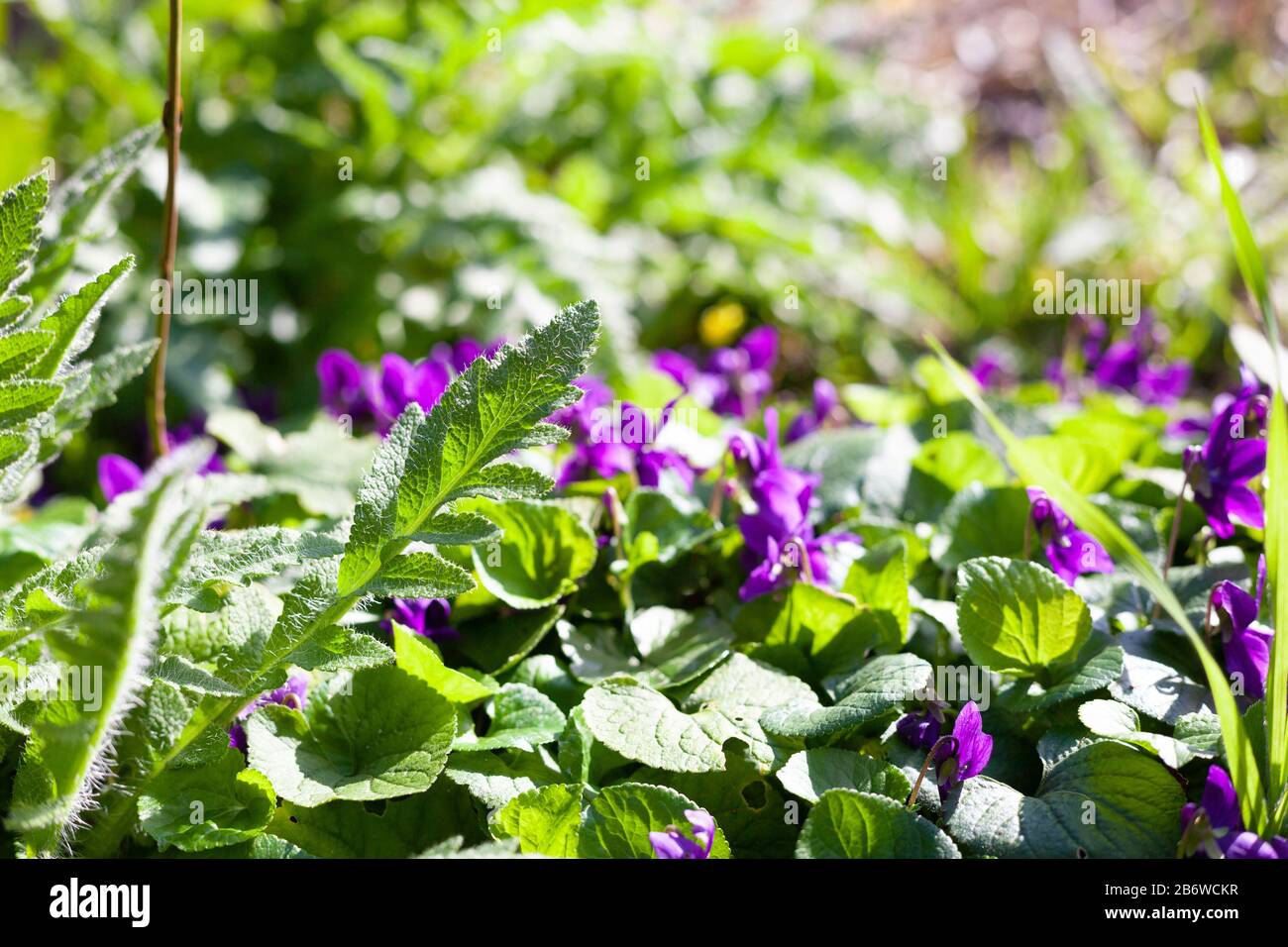 Wild violets (Viola odorata) Stock Photo