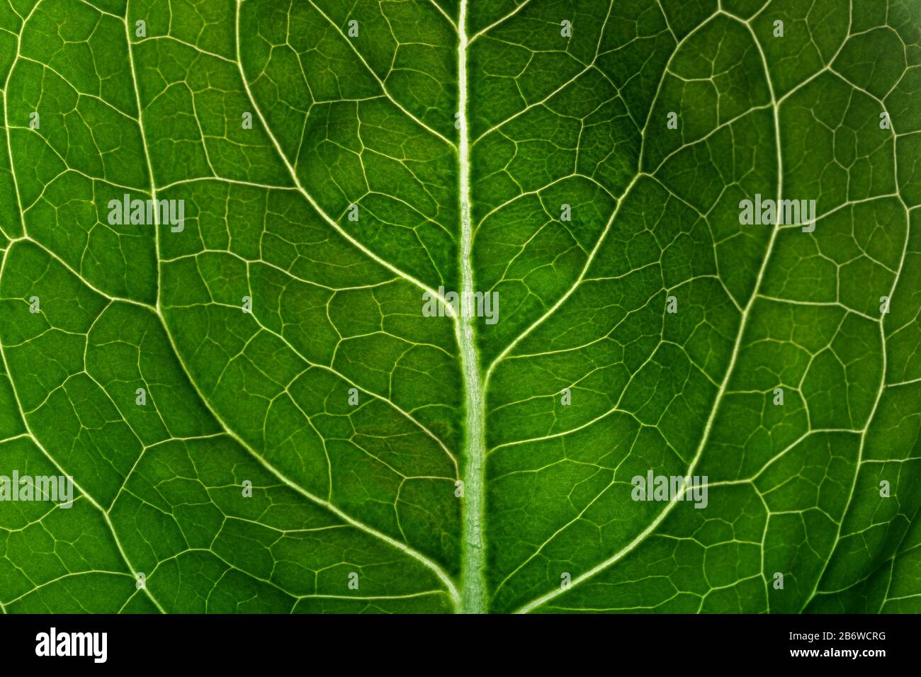 Green leaf macro texture in back light Stock Photo - Alamy
