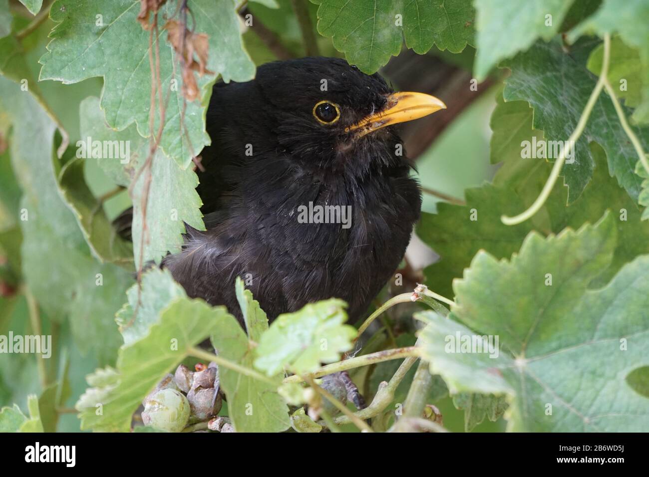 closeup of a black injured crow hiding in the leaves from the vine Stock Photo