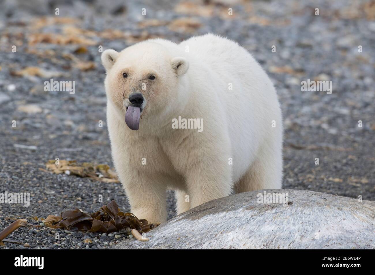 Polar Bear (Ursus maritimus). Bear standing next to a whale carcass