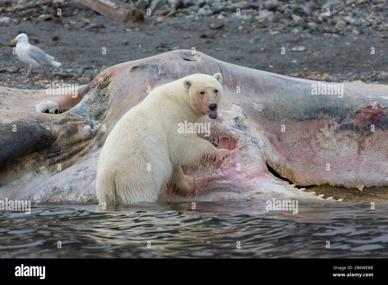 Polar Bear (Ursus maritimus). Bear eating on a whale carcass