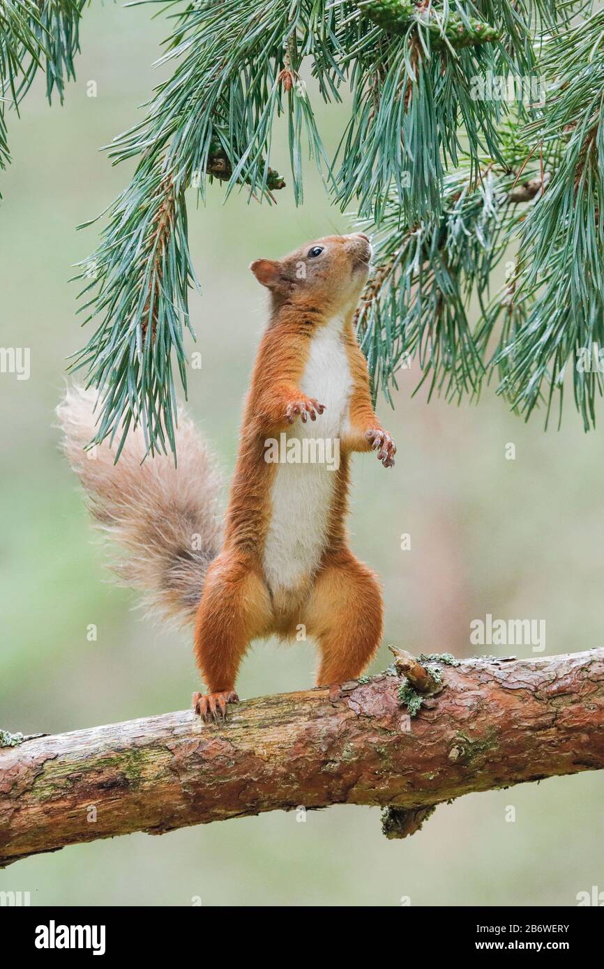 Eurasian Red Squirrel (Sciurus vulgaris). Adult male stretching for a pine cone. Switzerland Stock Photo