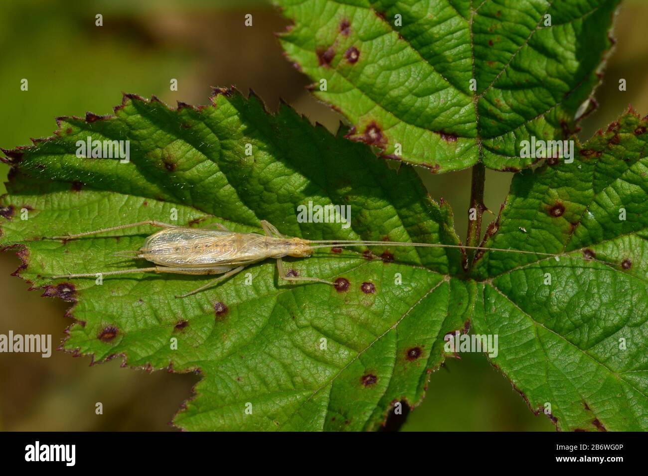 European Tree Cricket, Italian Cricket (Oecanthus pellucens). This tree crickets only occurs in very warm, dry locations. Stock Photo