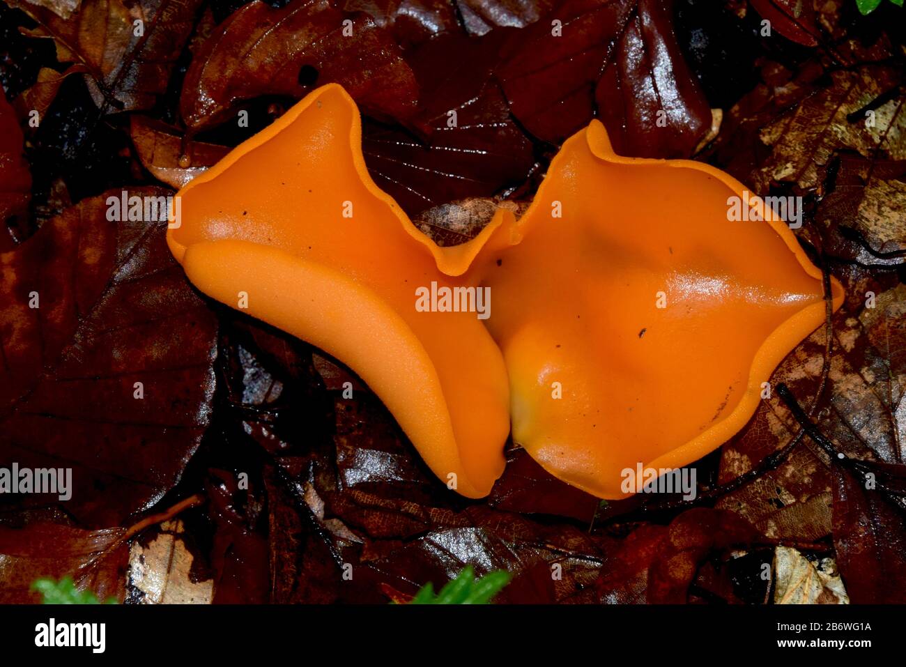 Orange Peel Fungus (Aleuria aurantia), ascocarps on the forest floor. Germany Stock Photo
