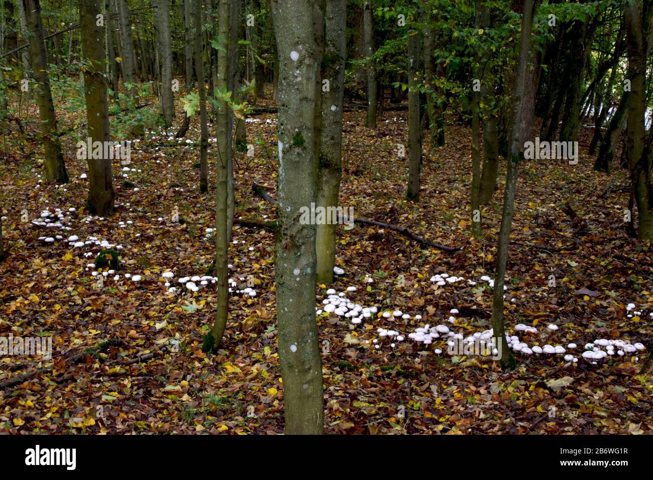 Yellow-Staining Mushroom, Yellow Stainer (Agaricus xanthoderma). Fungi in a forest, forming a fairy ring. Germany Stock Photo