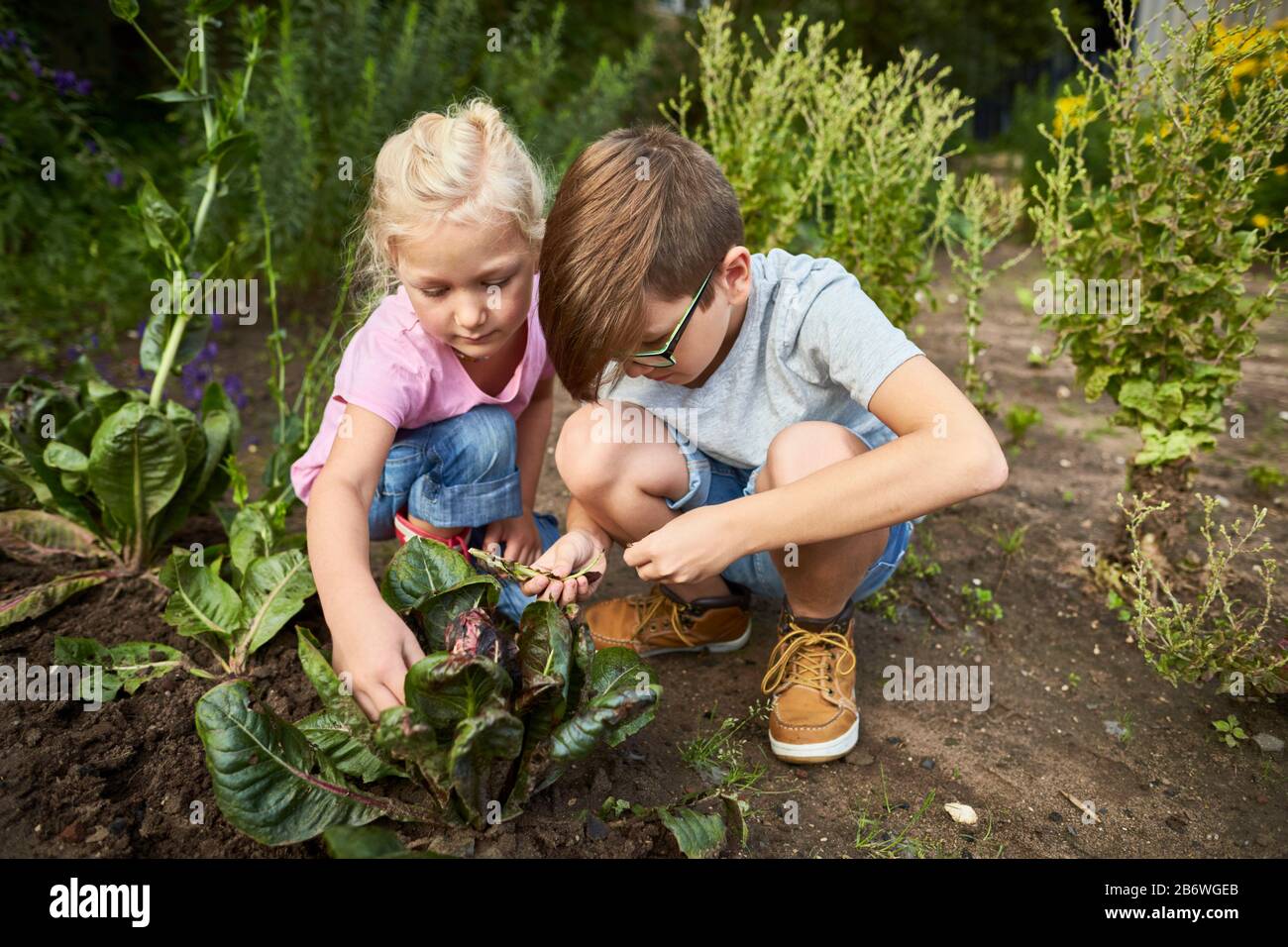 Children investigating food. Series: cooking salad soup, harvesting salad. Learning according to the Reggio Pedagogy principle, playful understanding and discovery. Germany Stock Photo