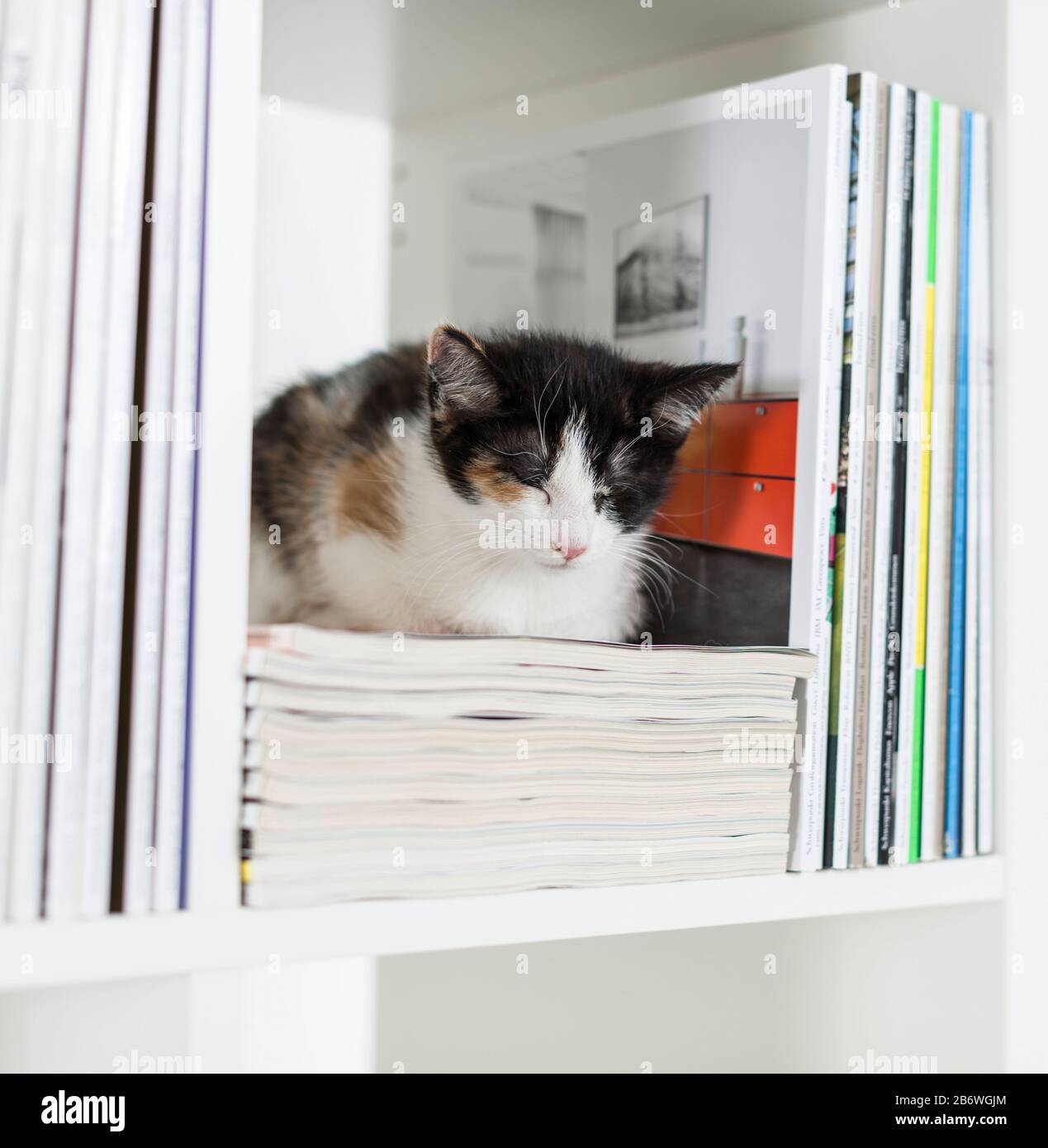 Domestic cat. Kitten sleeping in a bookshelf. Germany Stock Photo Alamy