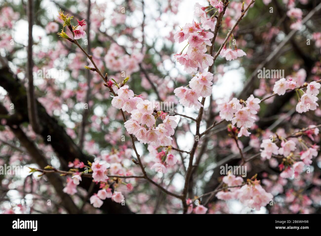 Sakura flower blooming hi-res stock photography and images - Alamy