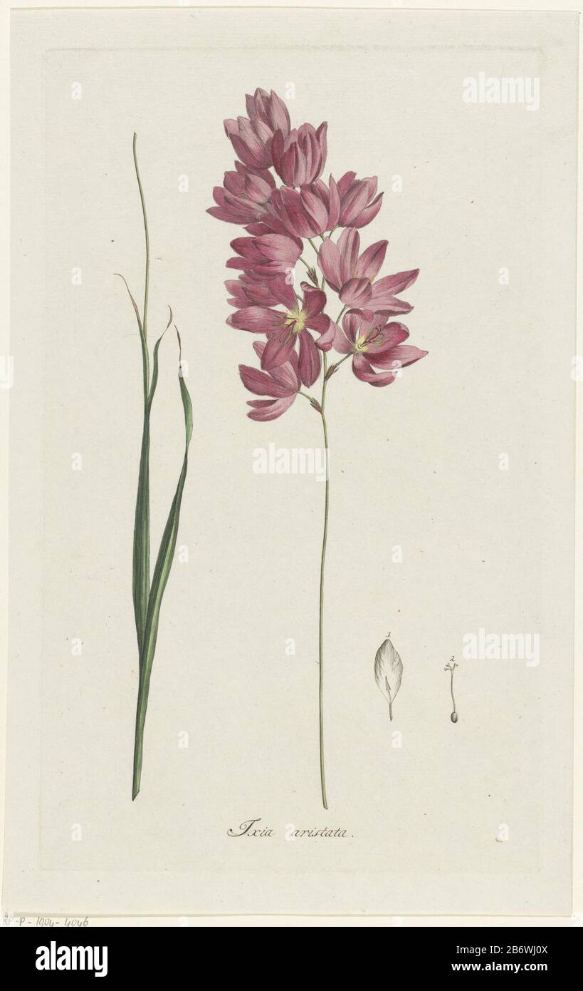 Ixia patens Aiton Ixia aristata (titel op object) Ixia patens AitonIxia aristata (title object) Property Type: print ornament picture Item number: RP-P-1904-4046 Inscriptions / Brands: collector's mark, verso, stamped: Lugt 2228 Manufacturer : printmaker Hendrik SchwegmanPlaats manufacture Haarlem Dating: 1793 Physical characteristics: etching and engra by hand colored in red, yellow and green material: paper Technique: etching / engra (printing process) / hand-color measurements: plate edge: h 342 mm × W 208 mmToelichtingPrent used in: Voorhelm Schneevogt, George. Icones plantarum Rariorum. H Stock Photo