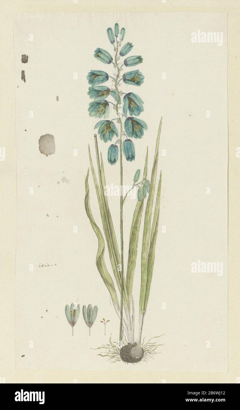 Ixia viridiflora Lam (Turquoise ixia) ixia (titel op object) Ixia viridiflora Lam. (Turquoise ixia) Ixia (title object) Property Type: Drawing album leaf Item number: RP-T-1914-18-56 Inscriptions / Brands: annotation, left, pen in brown: "African corn." (Gordon's handwriting?) Description: Ixia viridiflora Lam. Manufacturer : artist: Robert Jacob Gordon Date: Oct 1777 - mar-1786 Physical features: brush in watercolor in colors, pencil and black chalk, pen and ink material: paper ink pencil crayon watercolor technique: pen / brush size: album sheet: h 660 mm × b 480 mmblad: h 407 mm × W 239 mmT Stock Photo