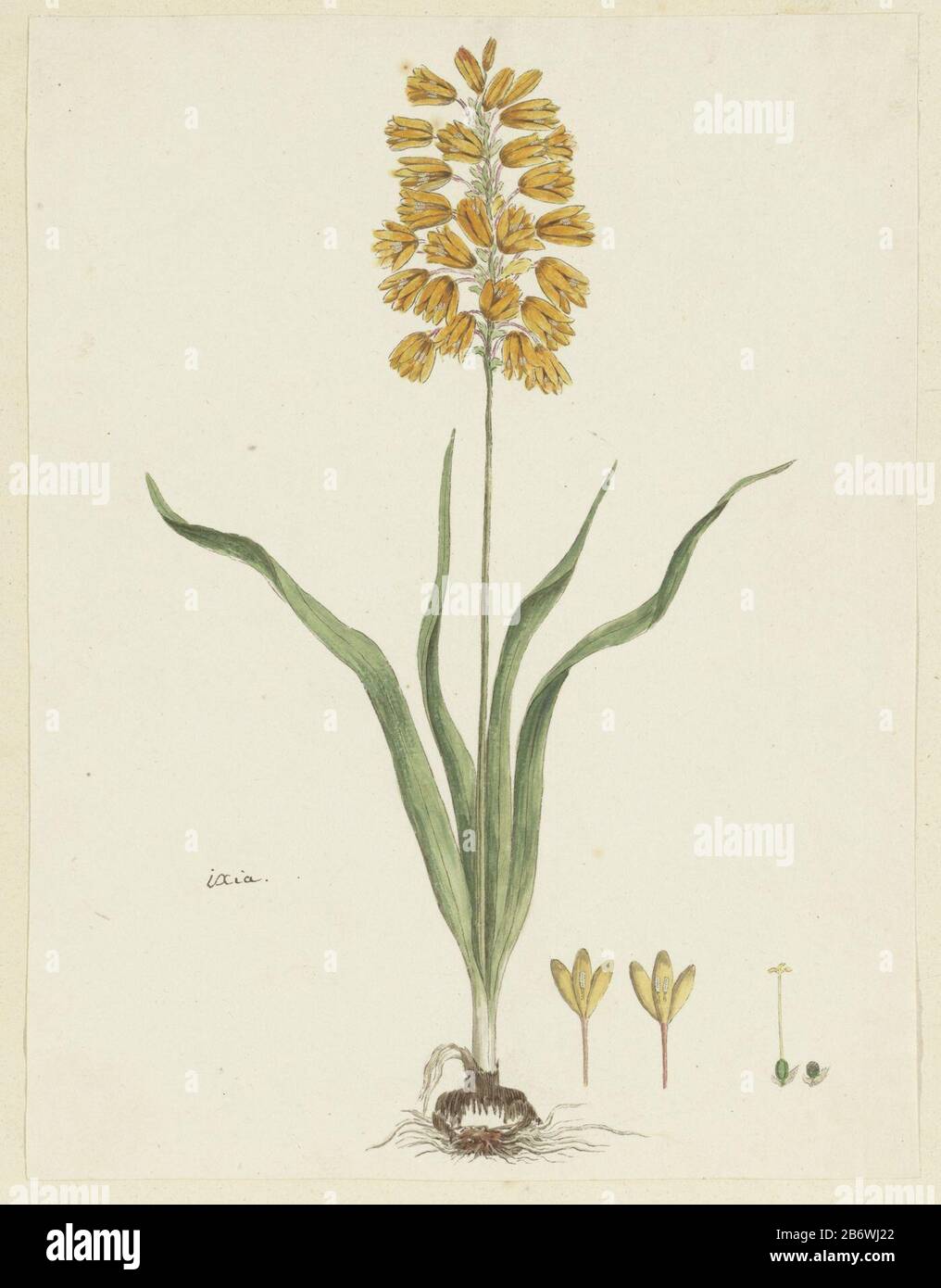 Ixia odorata Ker Gawl ixia (titel op object) Ixia odorata Ker. Gawl.ixia (title object) Property Type: Drawing album leaf Item number: RP-T-1914-18-74 Inscriptions / Brands: annotation, lower left, in brown pen '. Ixia (Gordon's handwriting) Description: Ixia odorata Ker. Gawl. Manufacturer : artist: Robert Jacob Gordon Date: Oct 1777 - mar-1786 Physical features: brush in watercolor in colors, pencil and black chalk, pen and ink material: paper ink pencil crayon watercolor technique: pen / brush size: album sheet: H 660 mm × b 480 mmblad: h 326 mm × W 249 mmToelichtingDe drawing was made befo Stock Photo