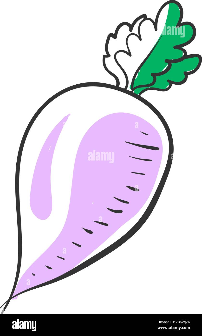 Turnip drawing, illustration, vector on white background Stock Vector Image  & Art - Alamy