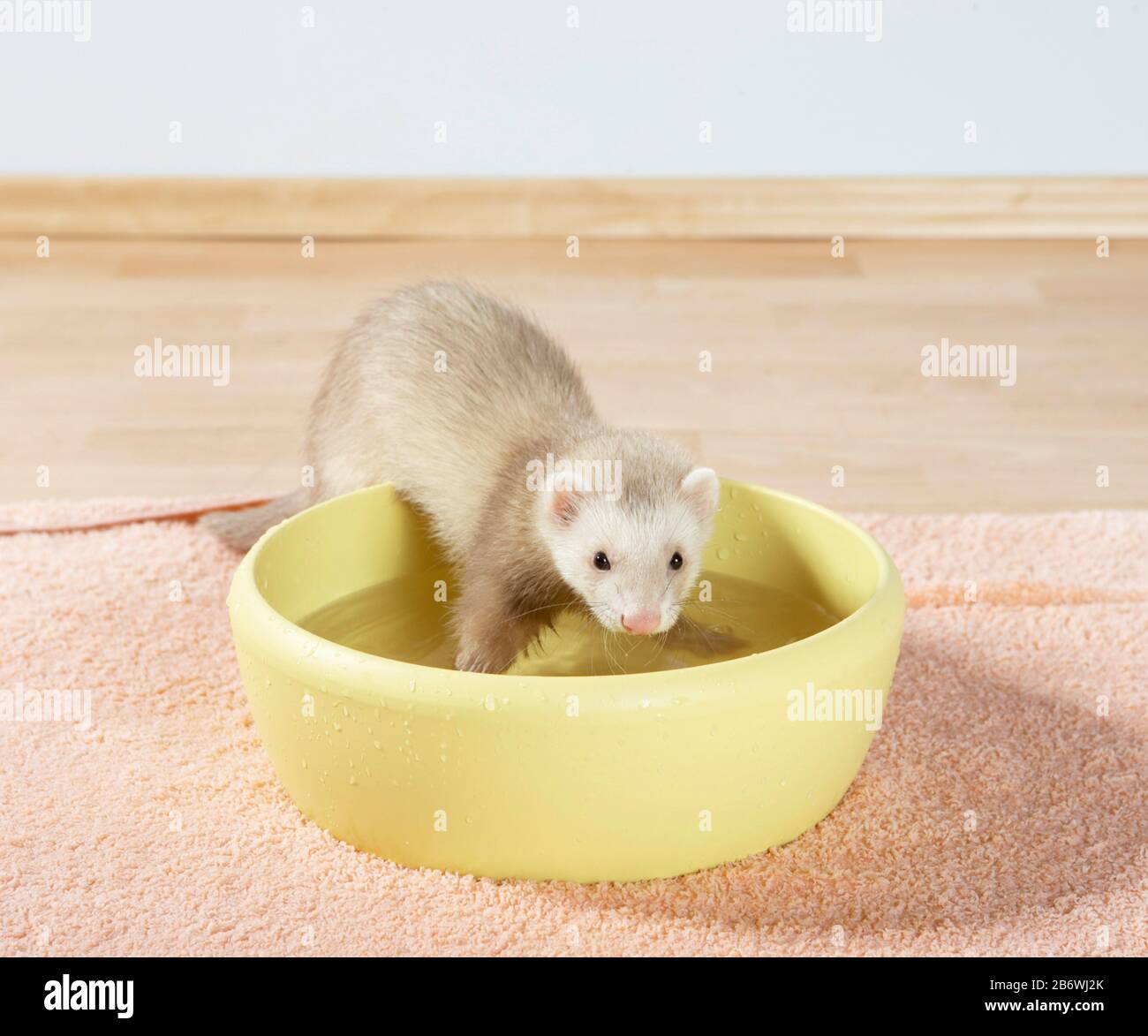 Ferret (Mustela putorius furo). Young standing in a bowl filled with water. Germany Stock Photo