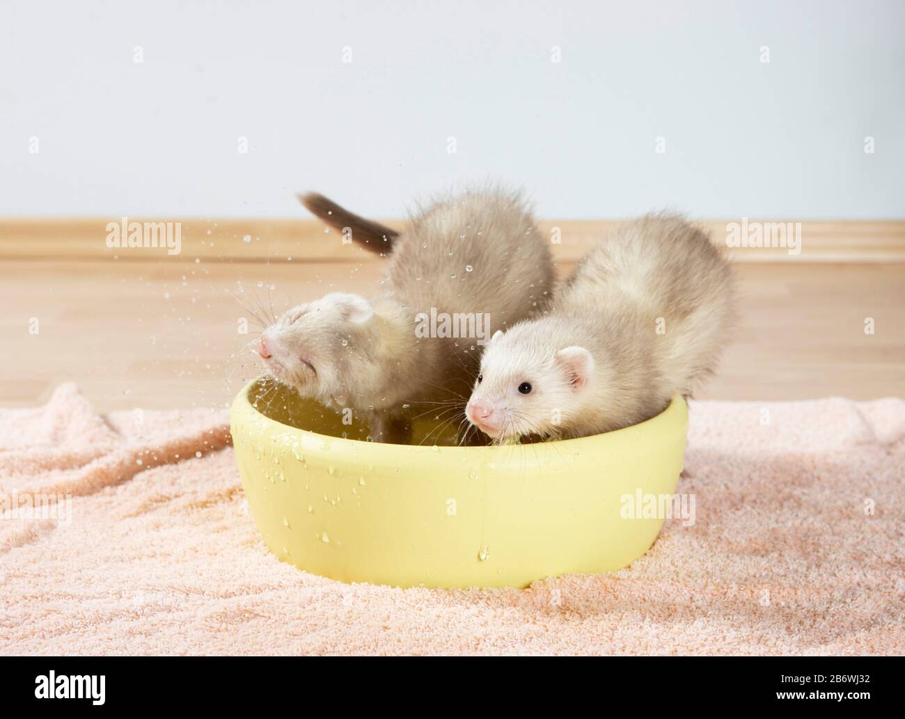 Ferret (Mustela putorius furo). Two young in a bowl filled with water. Germany Stock Photo