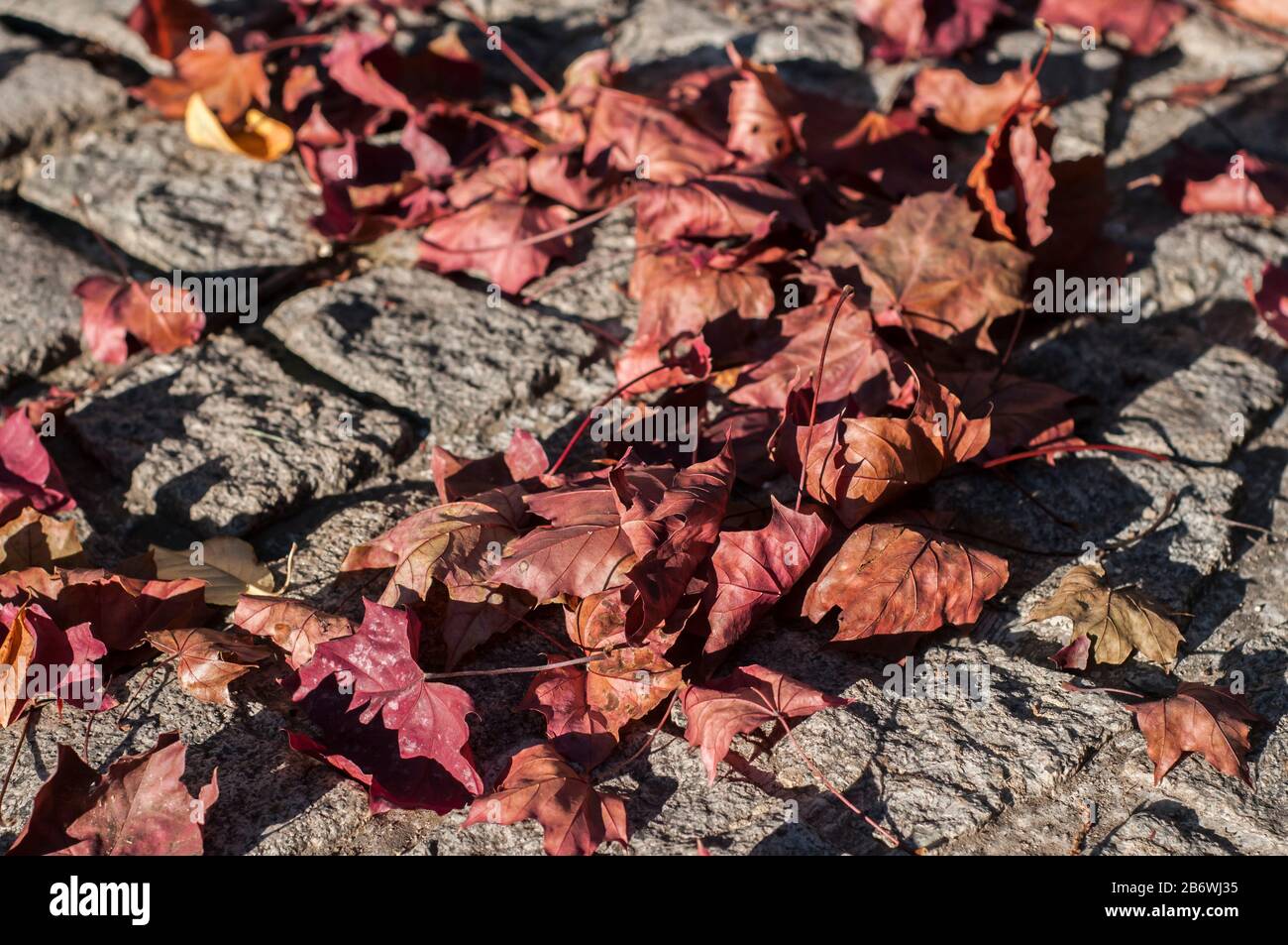 Dry red colored fallen maple leaves on stone pave background Stock Photo