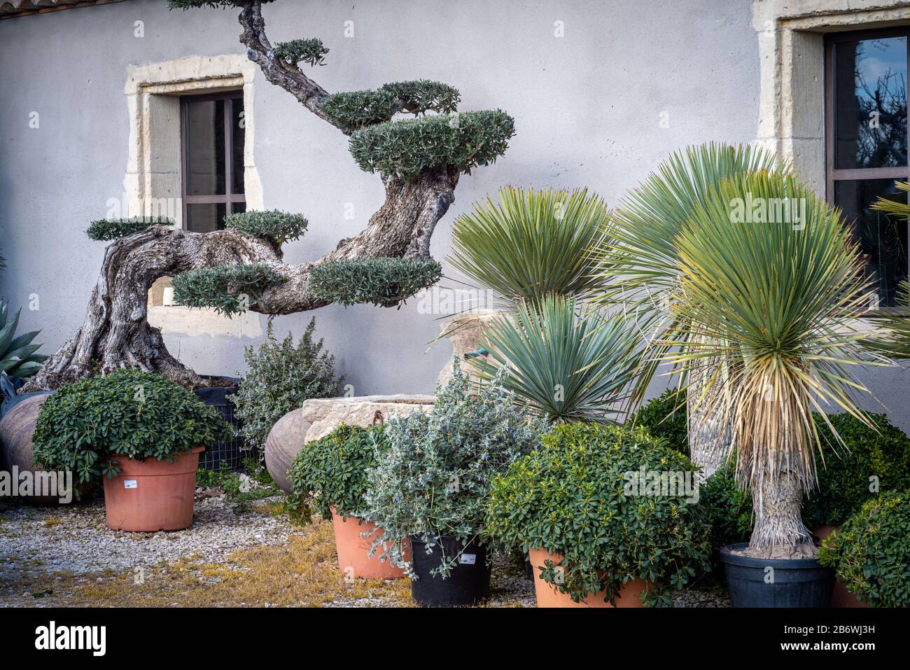 courtyard style garden with fountain olive tree & mediteranian plants. low maintenance garden. Stock Photo