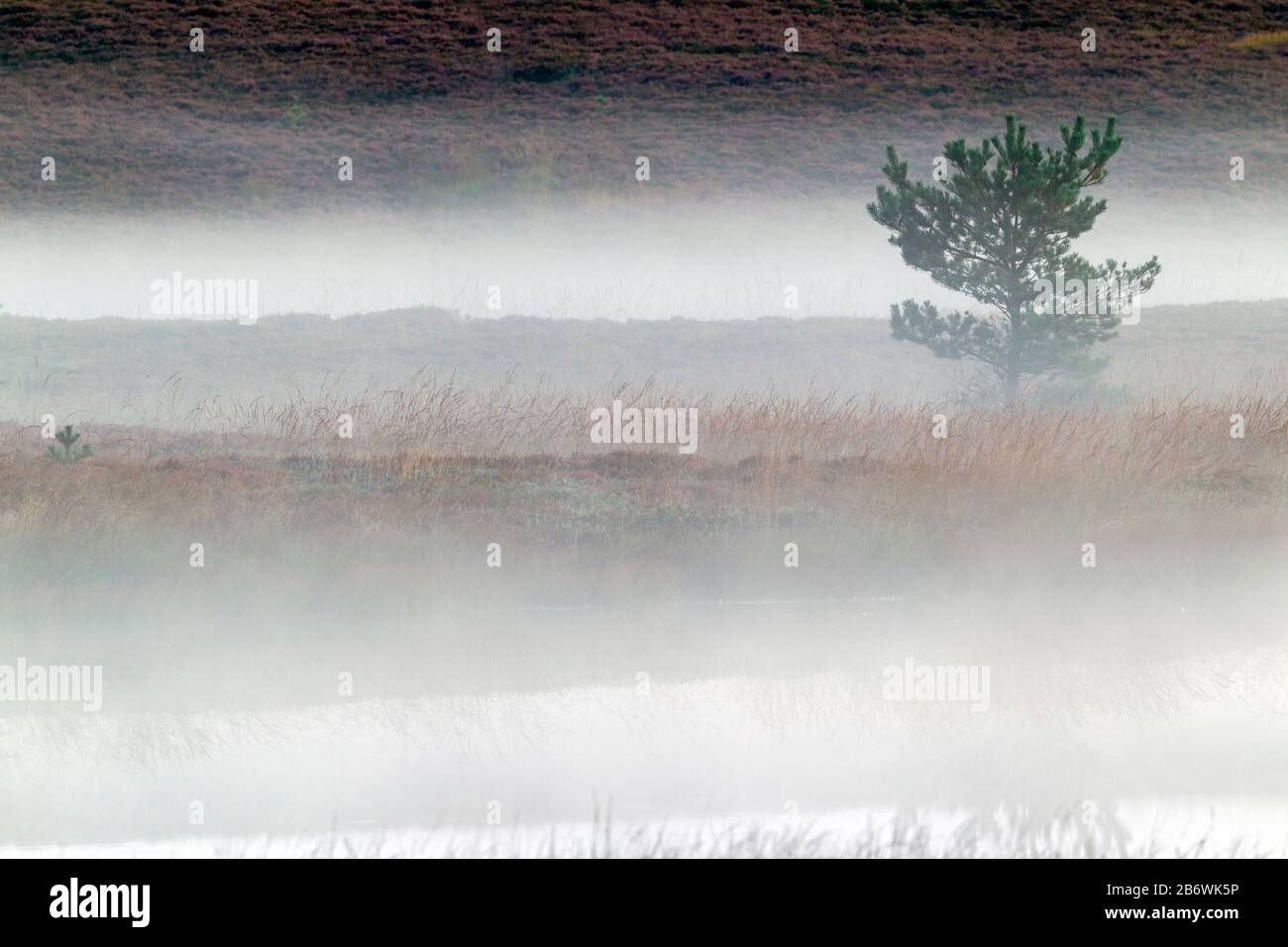 Scots Pine (Pinus sylvestris) in morning mist on the bank of a lake in a moorland. Central Jutland, Denmark Stock Photo