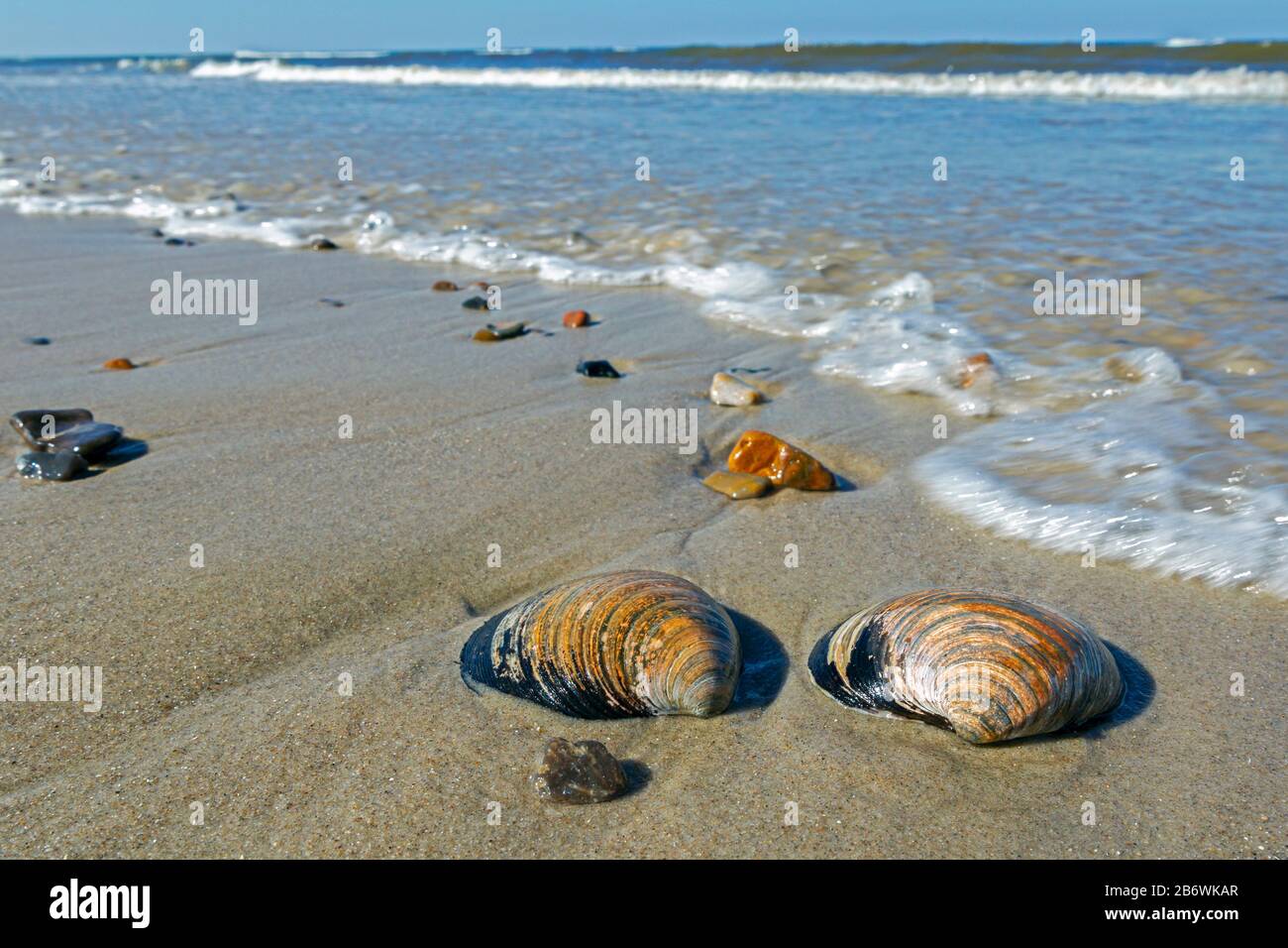 Ocean quahog clams (arctica islandica) hires stock photography and