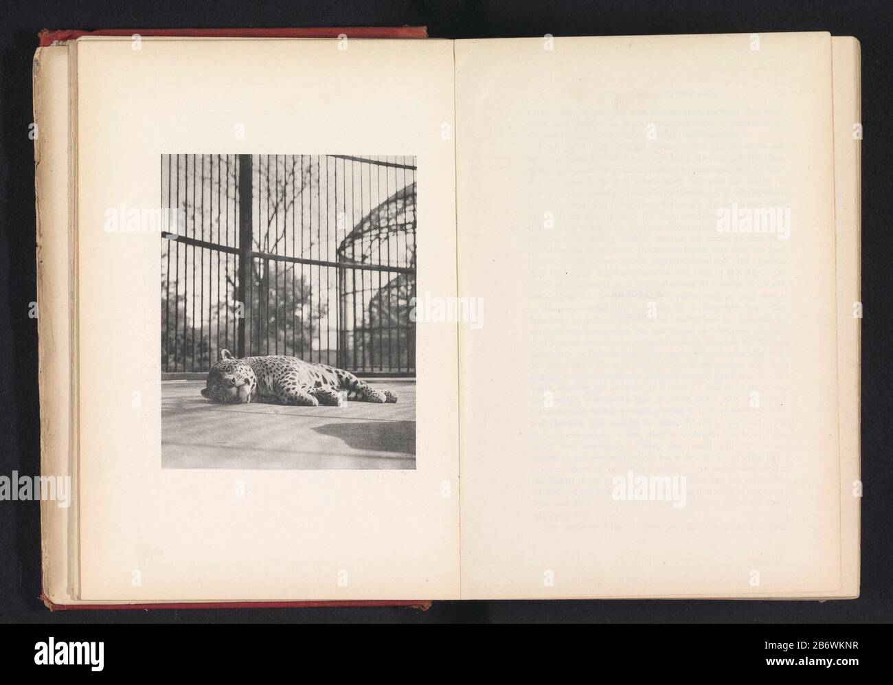 Jaguar in kooiA jaguar. (Felis Onça.) (Title object) Object Type: photomechanical printing page Object number: RP-F-2001-7-403A-4 Manufacturer : photographer: J. Fortuné Nottclichémaker: anonymous printer: J. & A. LemercierPlaats manufacture: Paris Dated: ca. 1876 - or for 1886 Material: paper Technique: light pressure measurements: imprinted: h 145 mm × W 118 mmToelichtingPrent between pages 76 and 77. Subject: beasts of prey, predatory animal Stock Photo